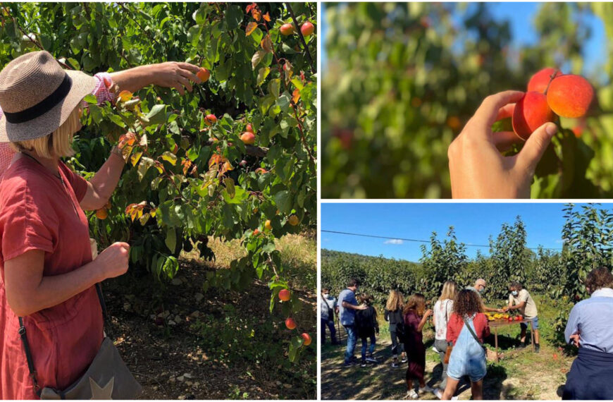Adopt a Tree, Harvest the Fun: Terragust’s Tree Godparent Programme