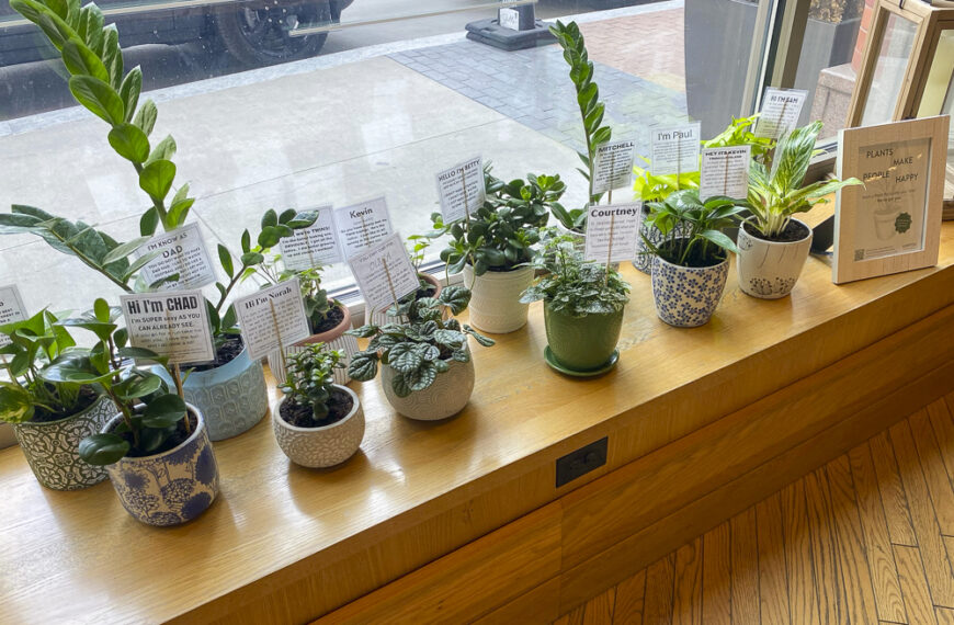 Meet Your New Green Best Friend: Kimpton Hotel’s Plant Pals Program