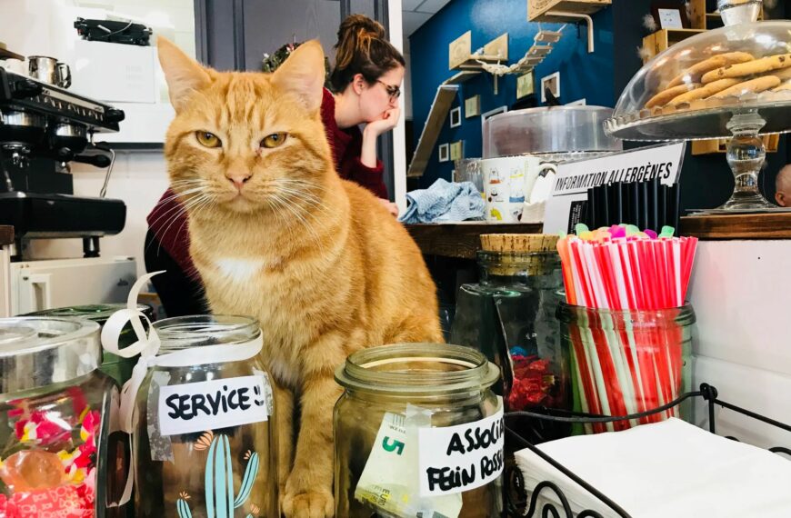 Kingdom of Paws: Where Cats Rule and Hugs Reign