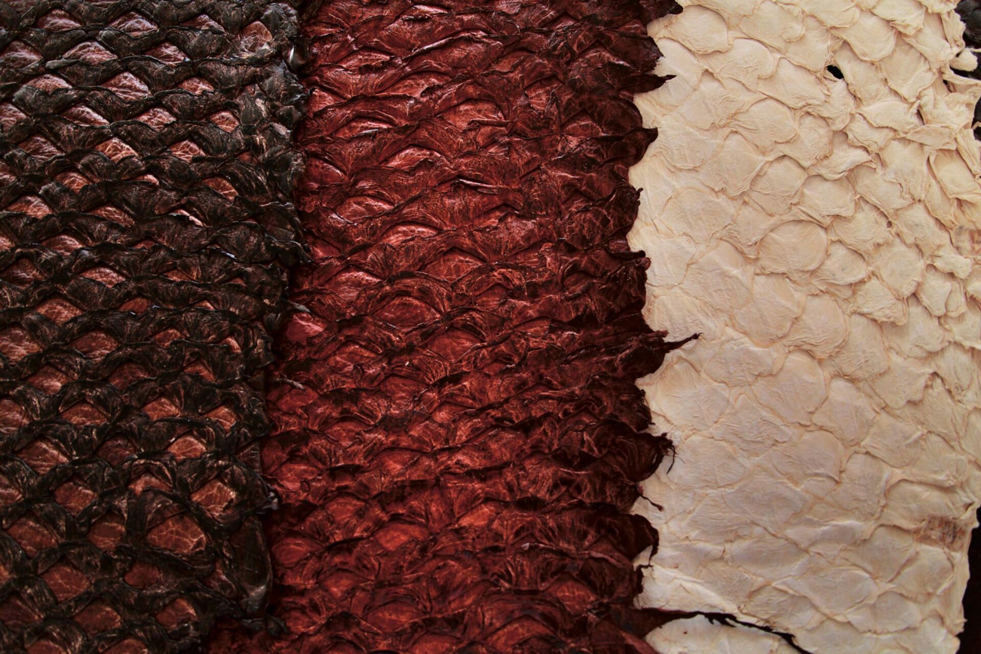 PIRARUCU TURNS THE FISH SKIN INTO THE STATUS SYMBOL - Pirarucu | Science of the Time