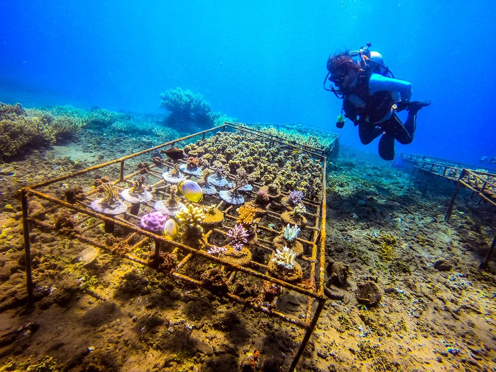 Reef aquaculture will save the world